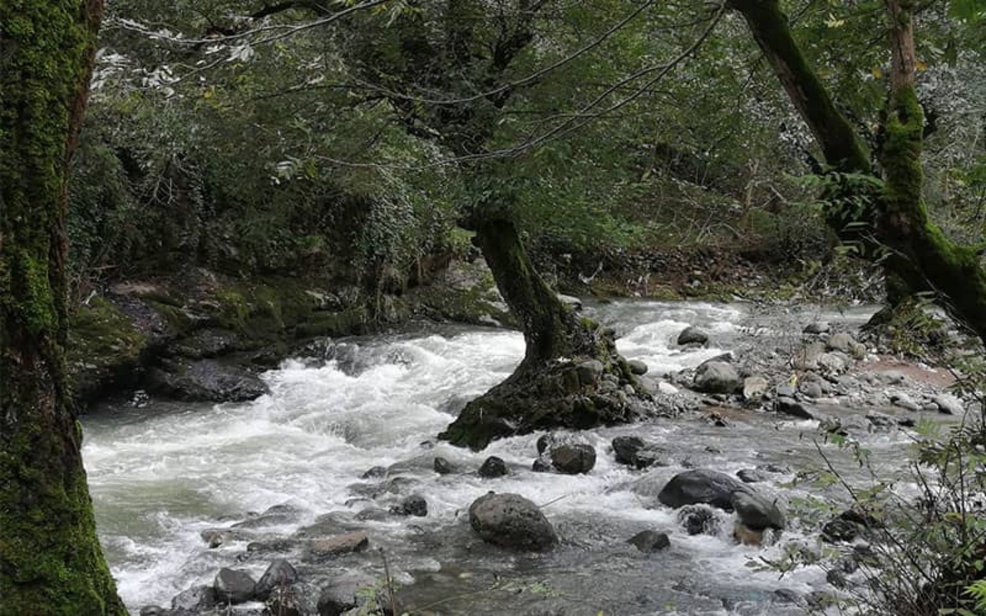 جریان رودخانه در منطقه ای جنگلی