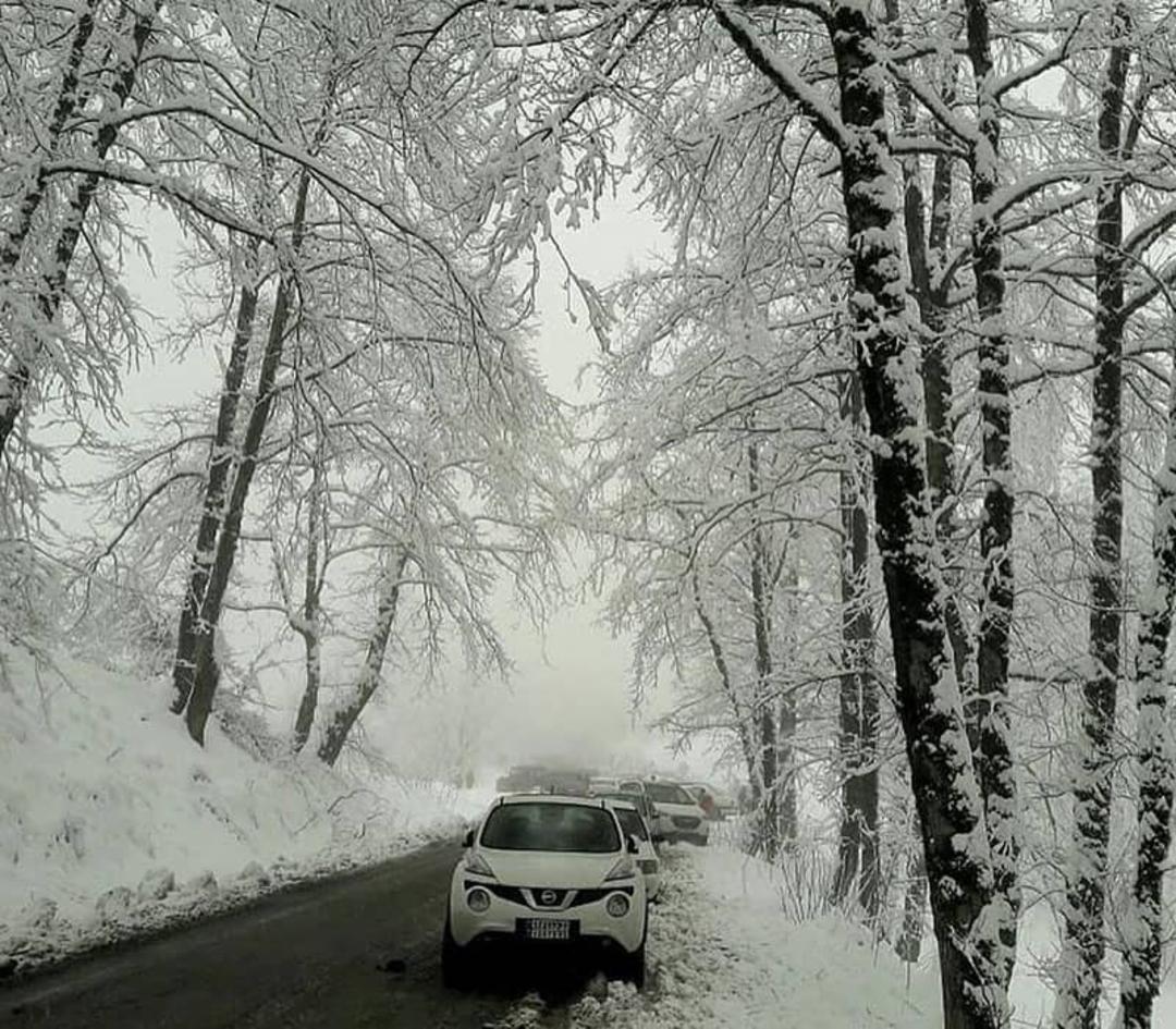 منطقه ای جنگلی در زیر برف
