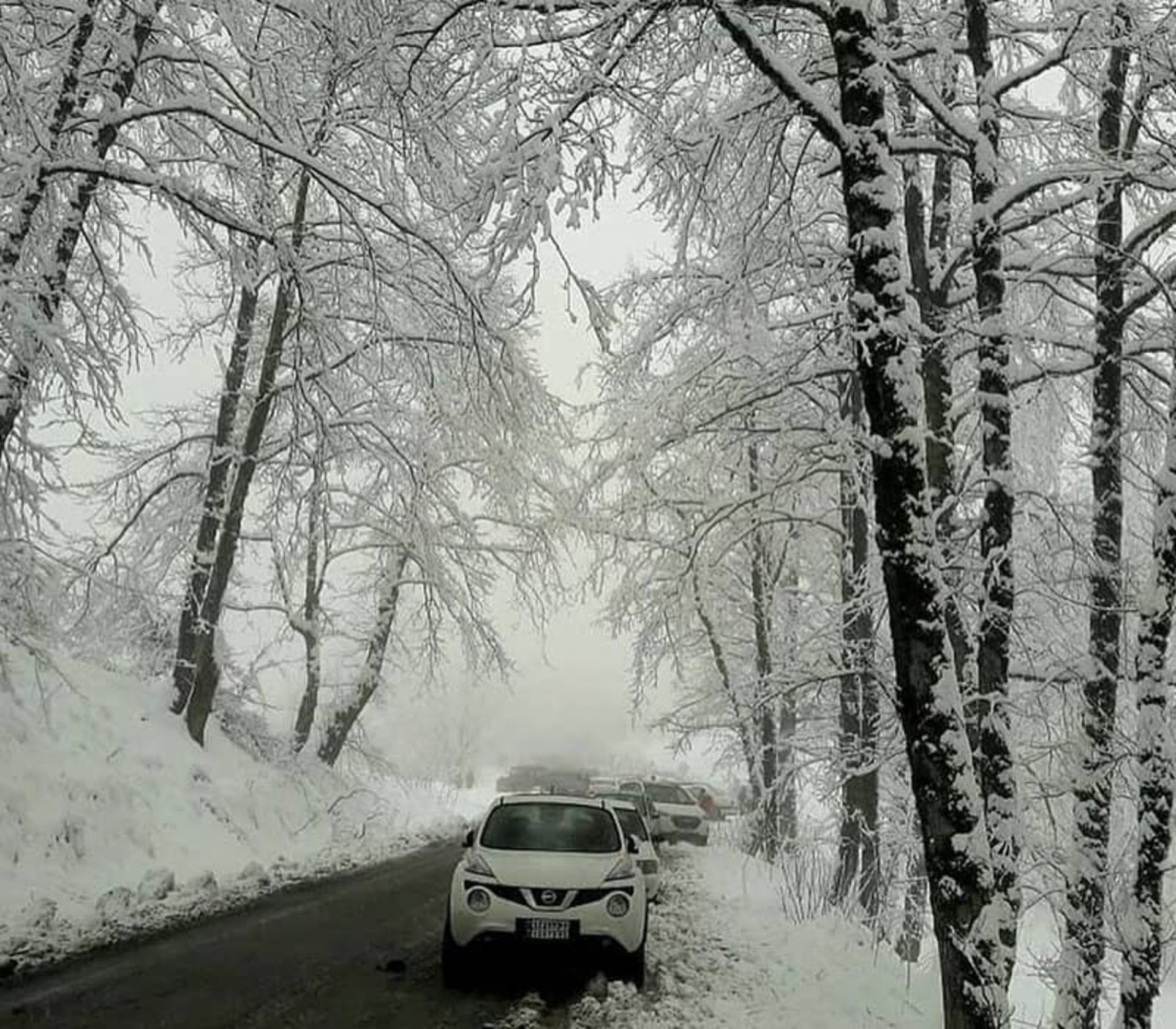 منطقه ای جنگلی در زیر برف