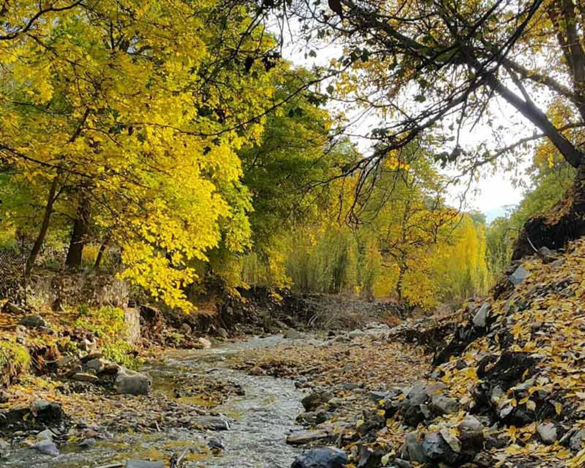درختان سرسبز روستای برغان در جوار رودخانه شاهرود
