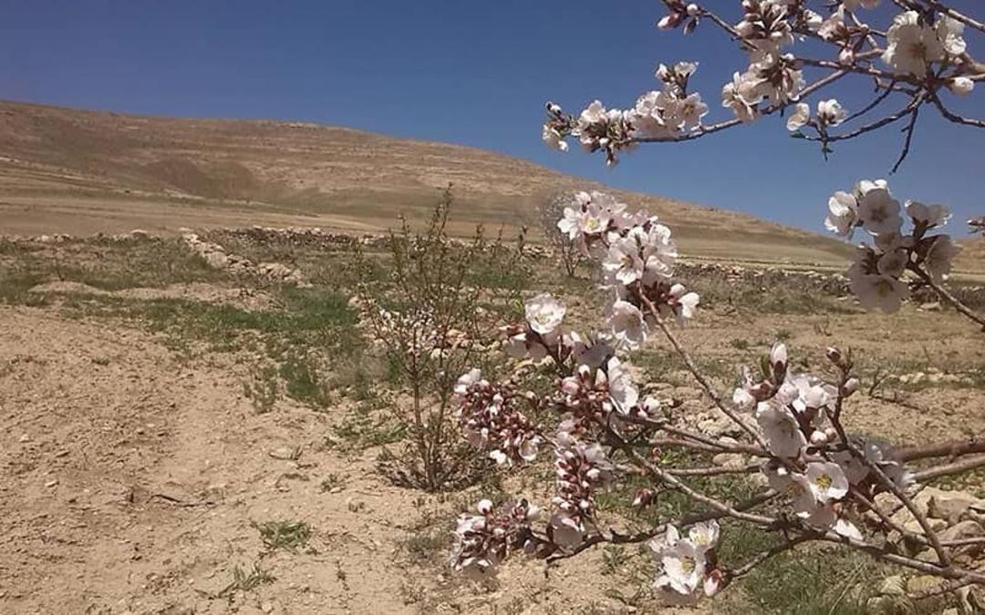 درخت شکوفه دار در منطقه ای خشک