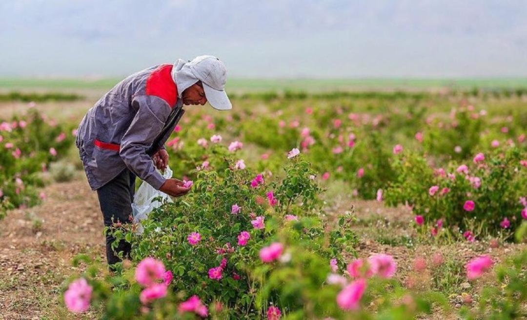 چیدن گل محمدی در دامغان