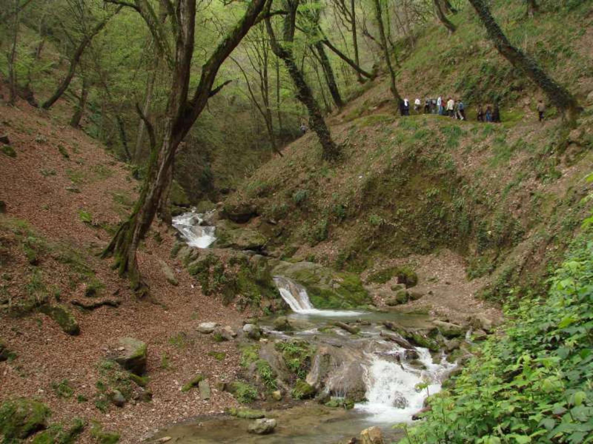 جنگل‌نوردی در کبودوال 