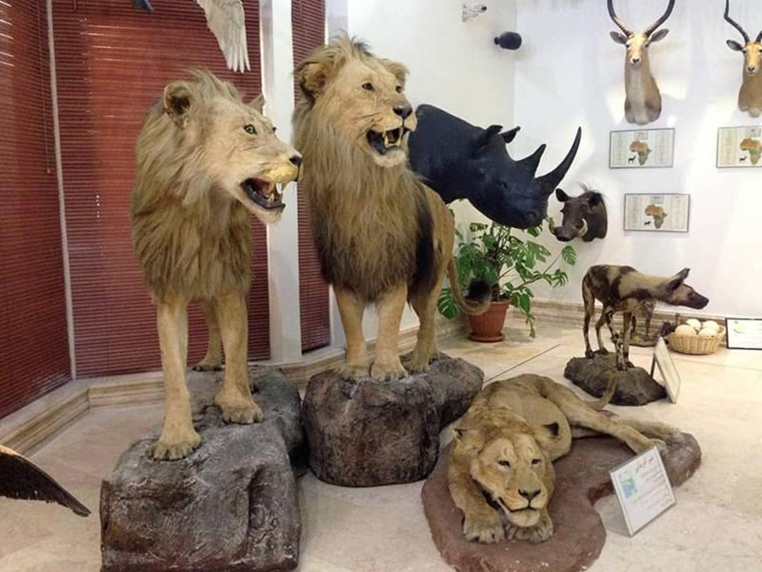 سه شیر تاکسیدرمی در موزه دارآباد