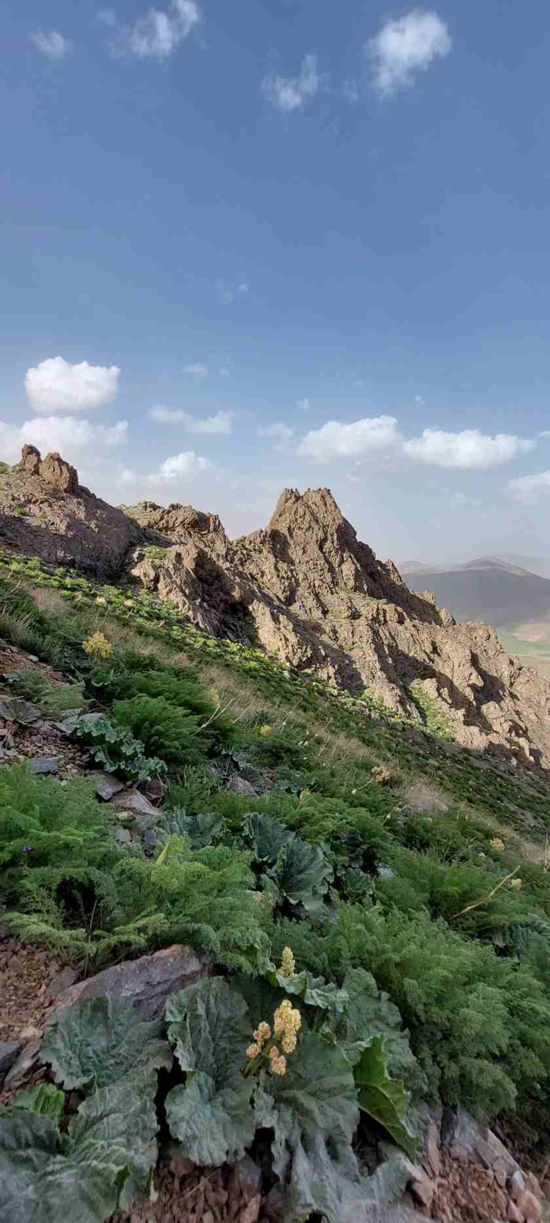 کوه پنجه علی