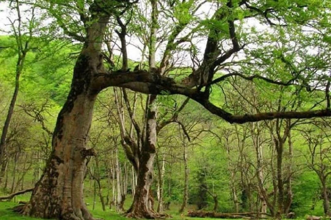 پارک جنگلی جوارم سوادکوه مازندران