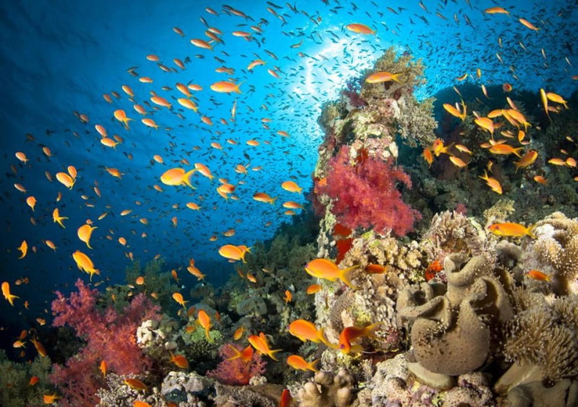 آبزیان دریای سرخ