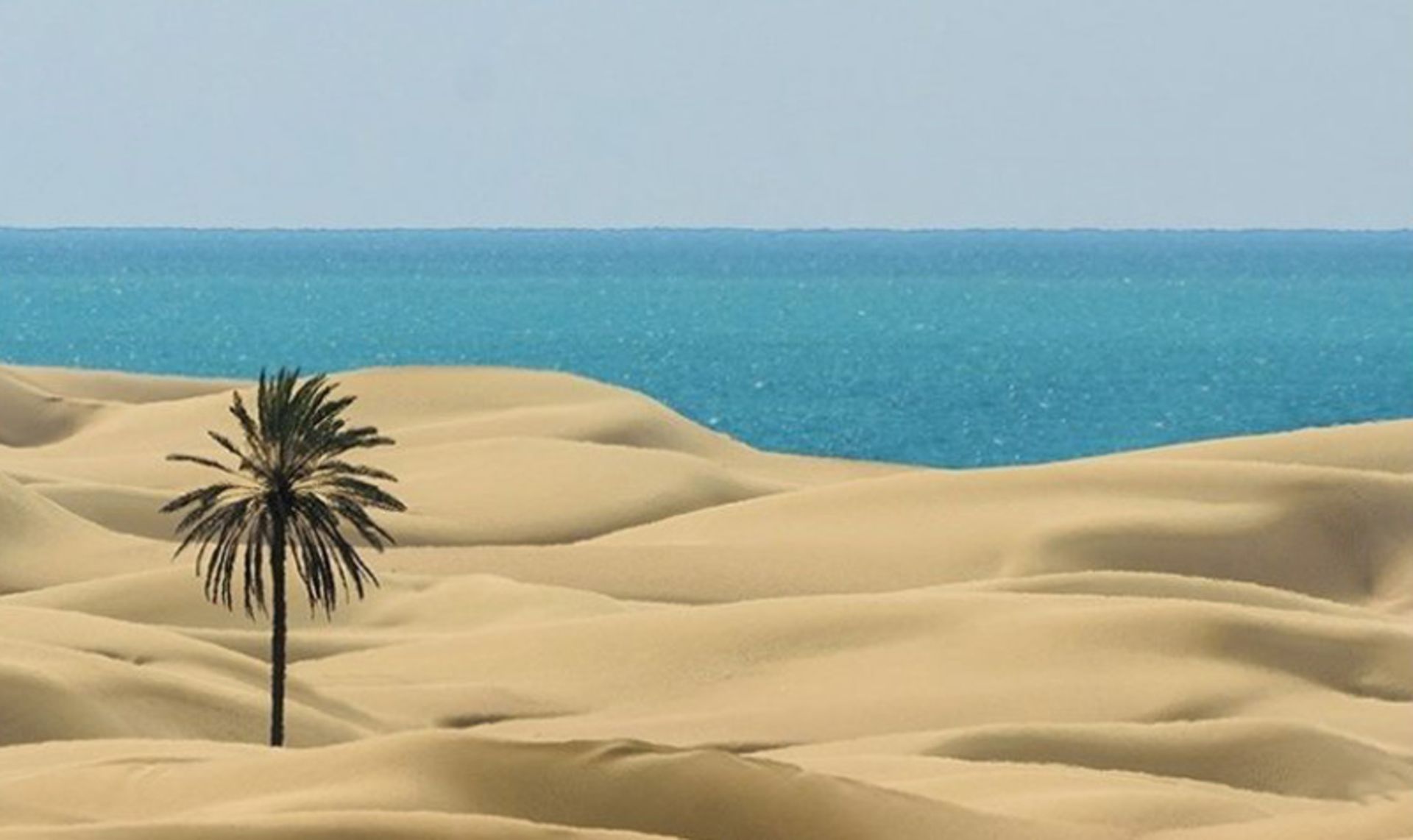 تک درخت نخل روستای درک مقابل دریا آبی مکران میان کویر