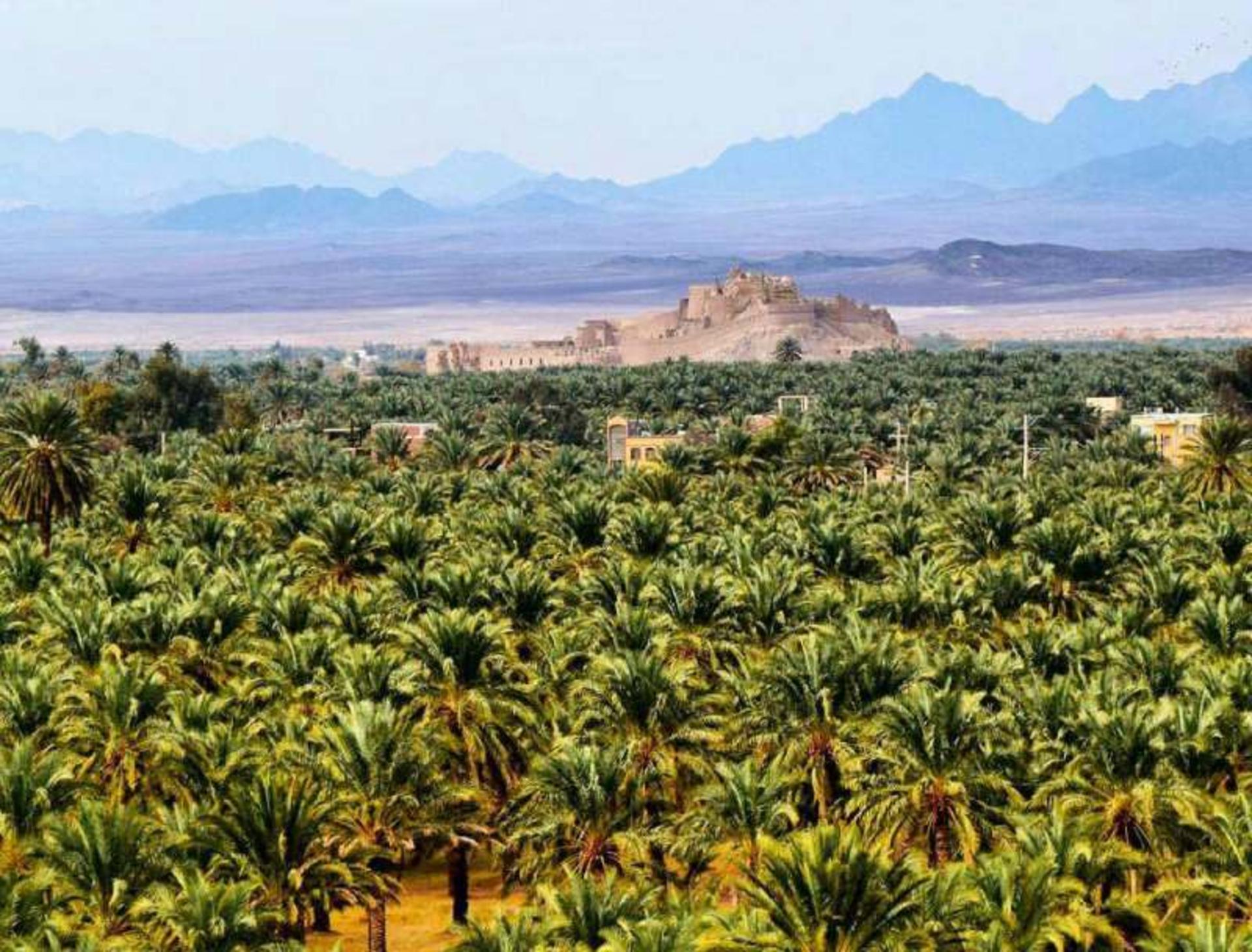 نخلستان‌ های بم
