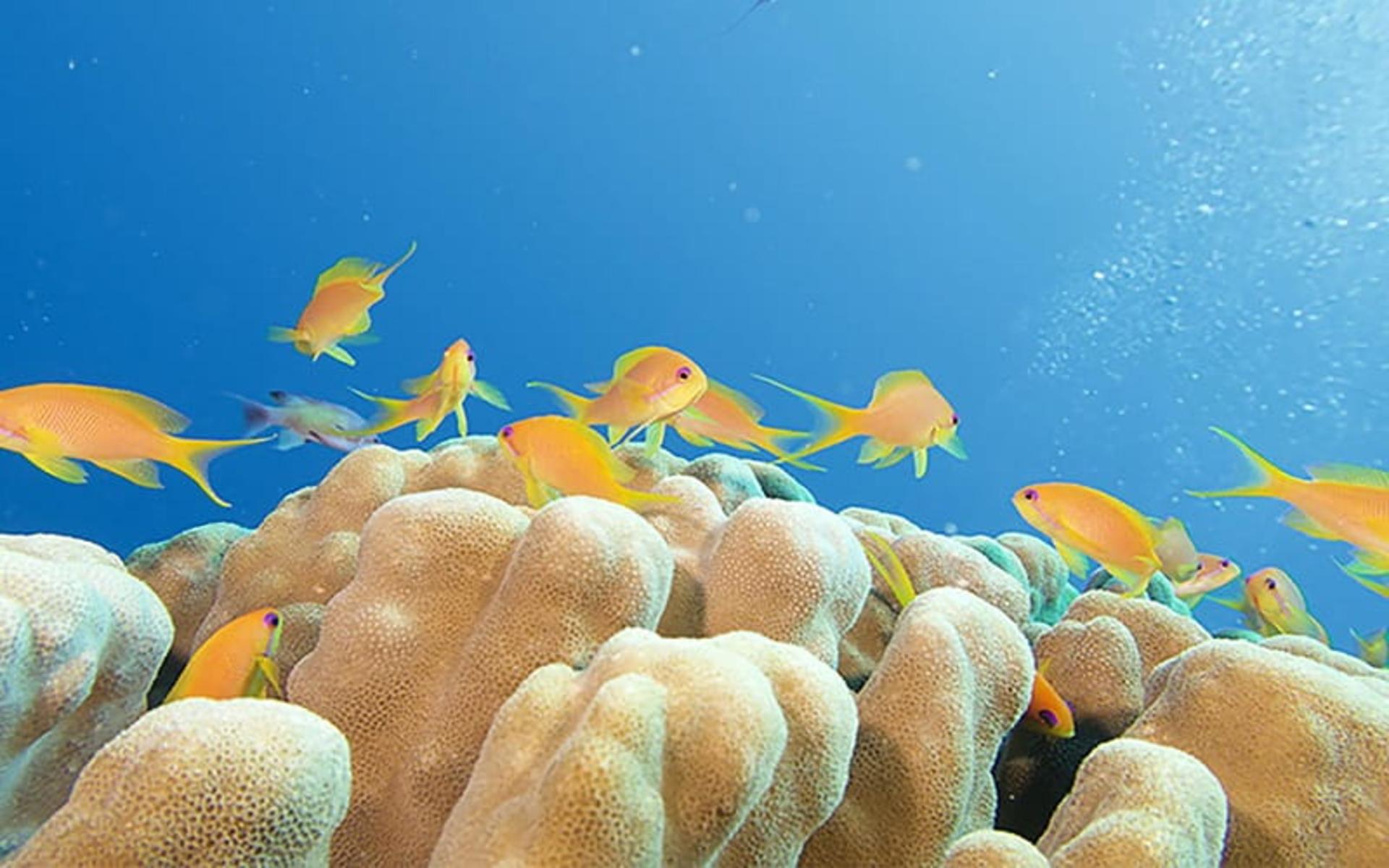 دریای سرخ