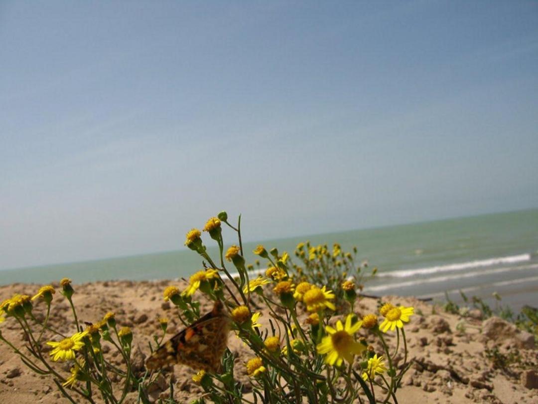 دهکده مال قائد