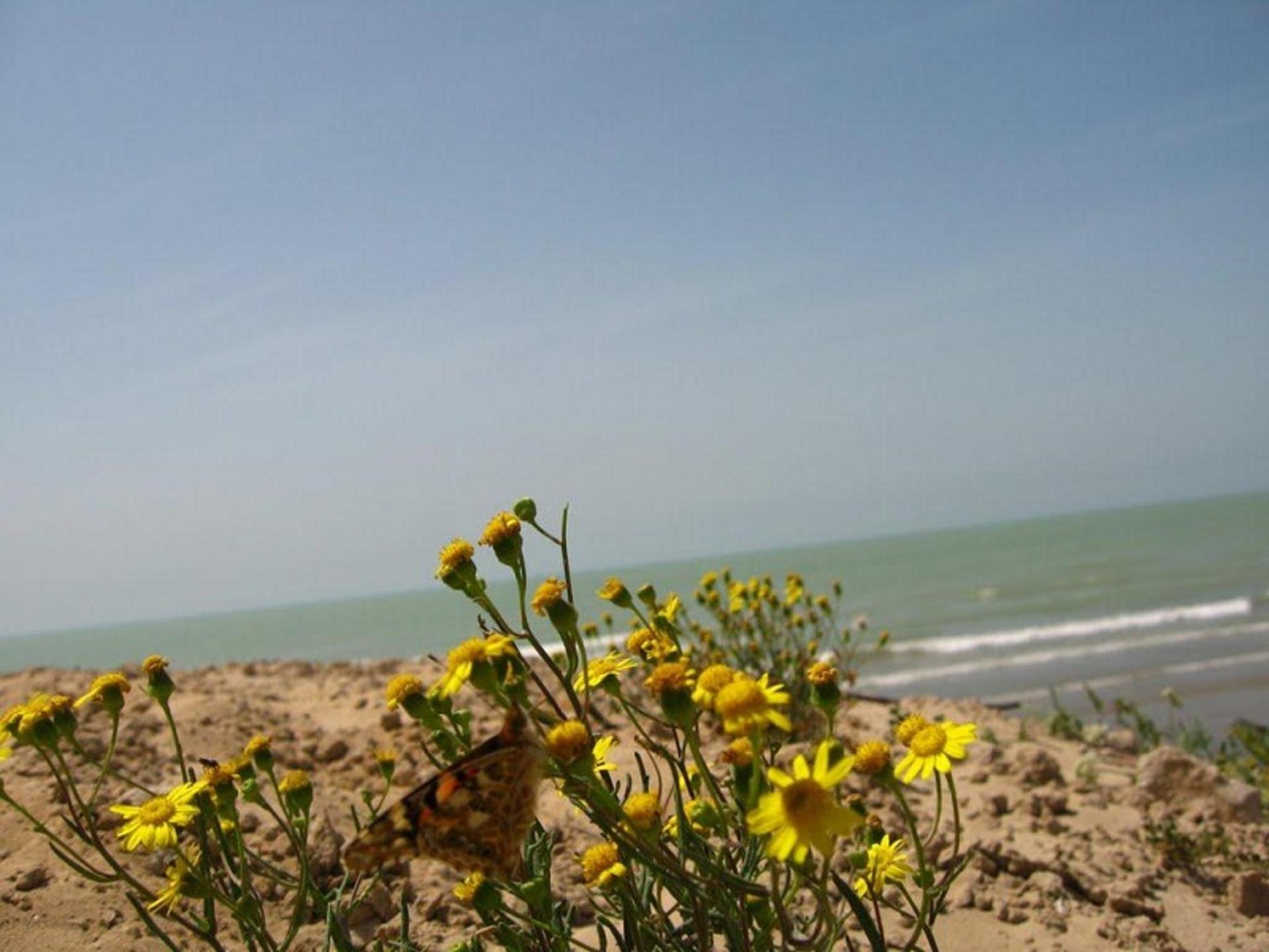 دهکده مال قائد