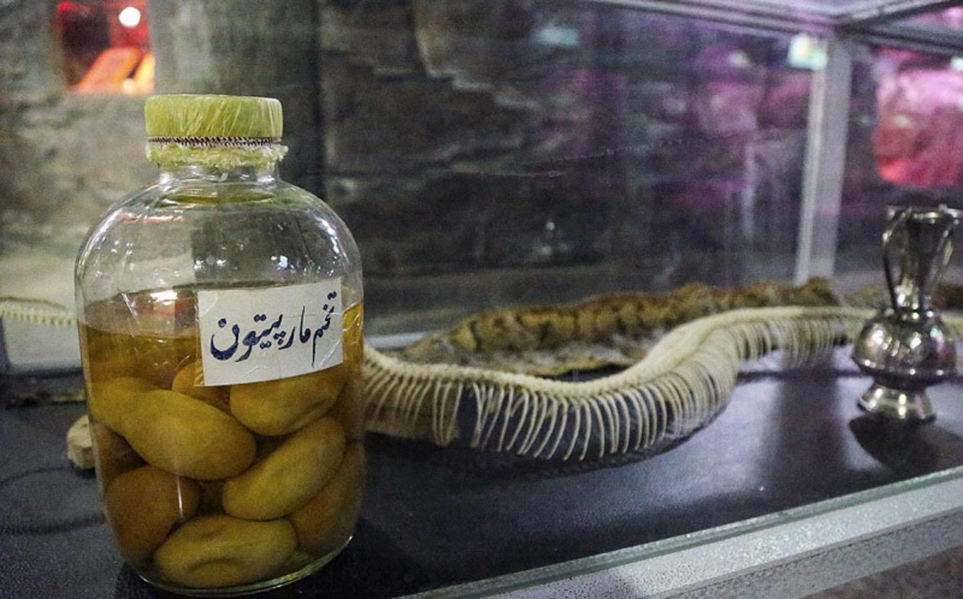 تخم مار پایتون در باغ خزندگان اصفهان