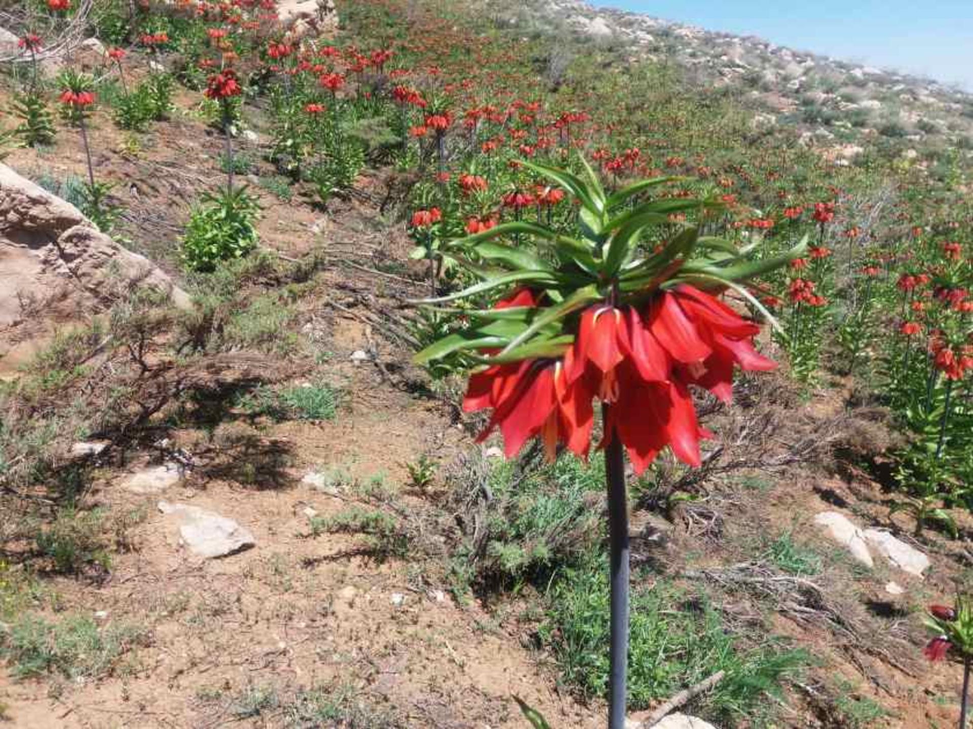 بهار در دشت لاله‌های واژگون دهاقان