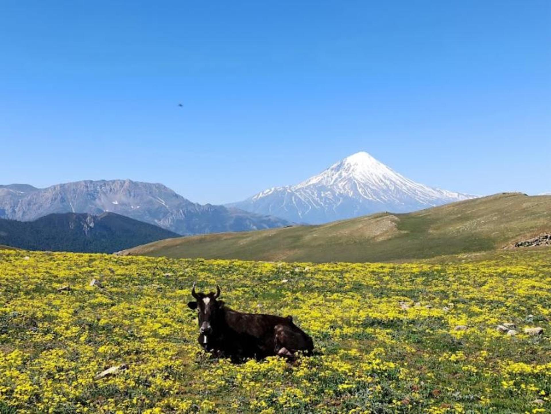 نمایی از دماوند از جنگل الیمستان آمل