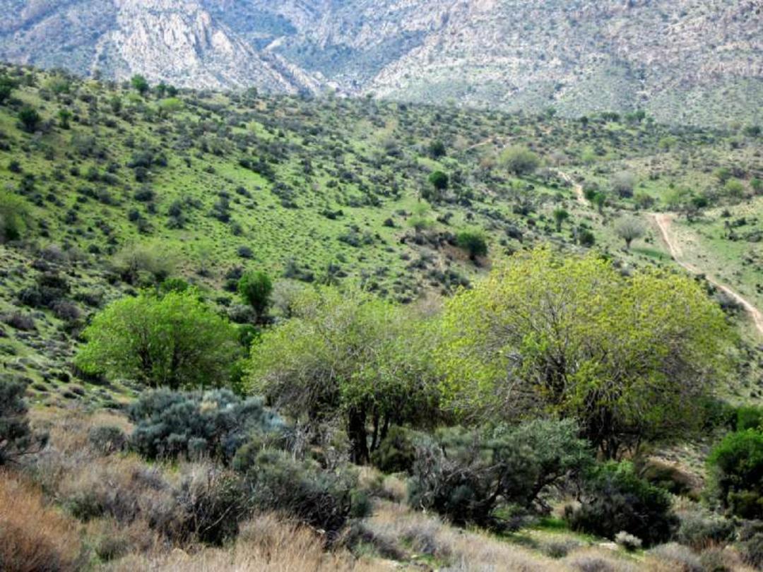 طبیعت شهرستان فسا