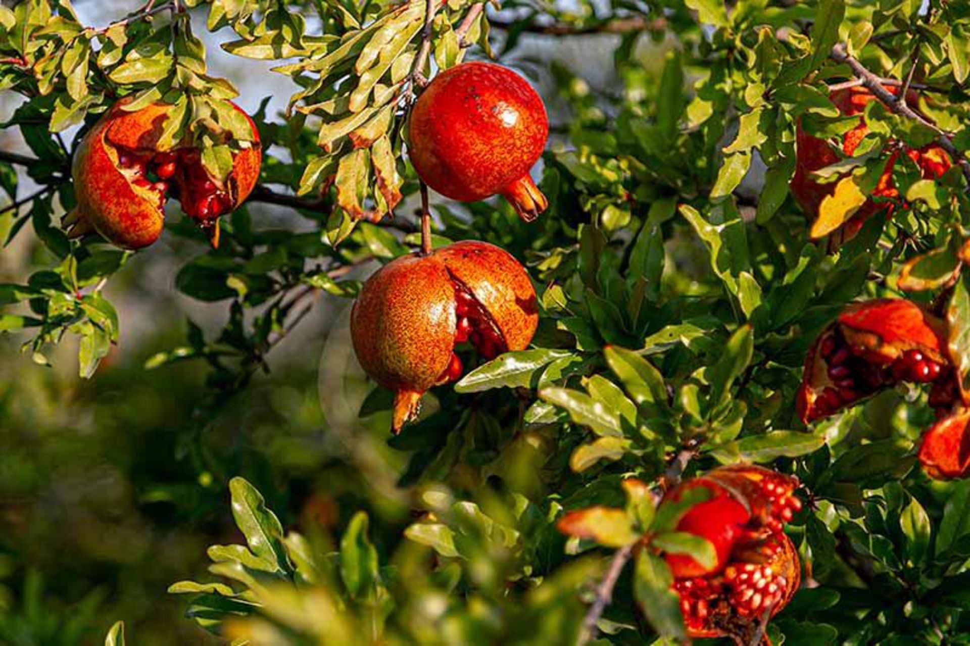 شاخه های درخت انار