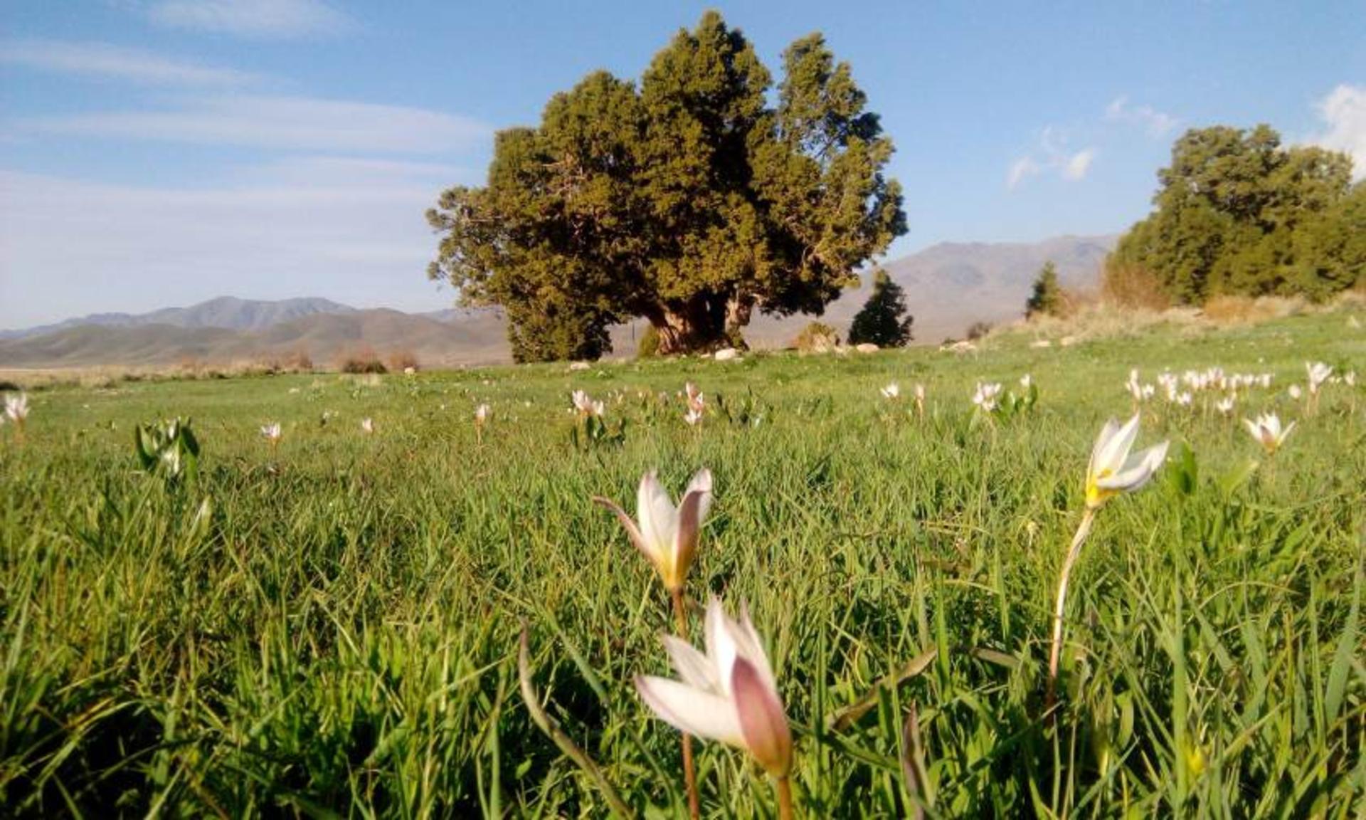 طبیعت سربیژن جیرفت
