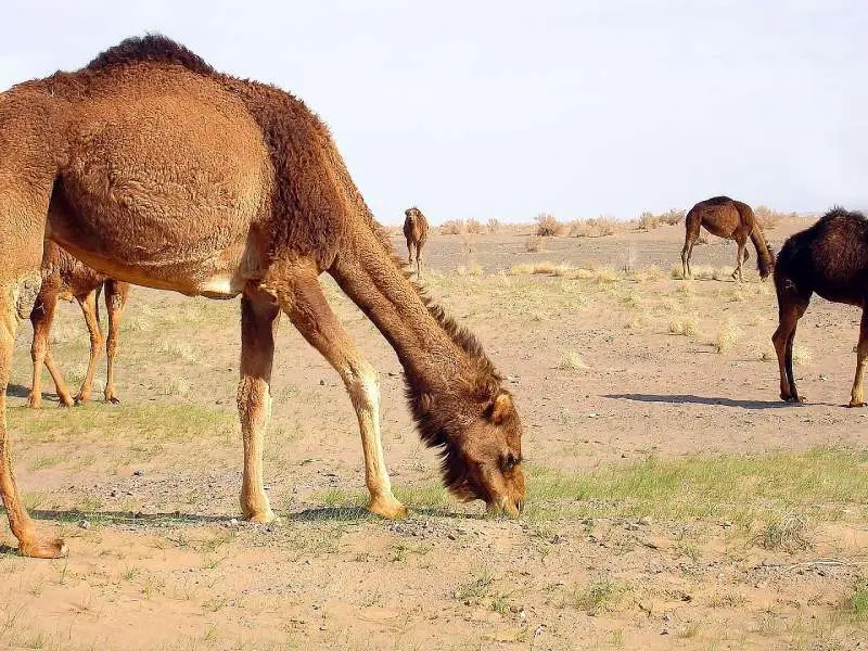 کویر مسیله