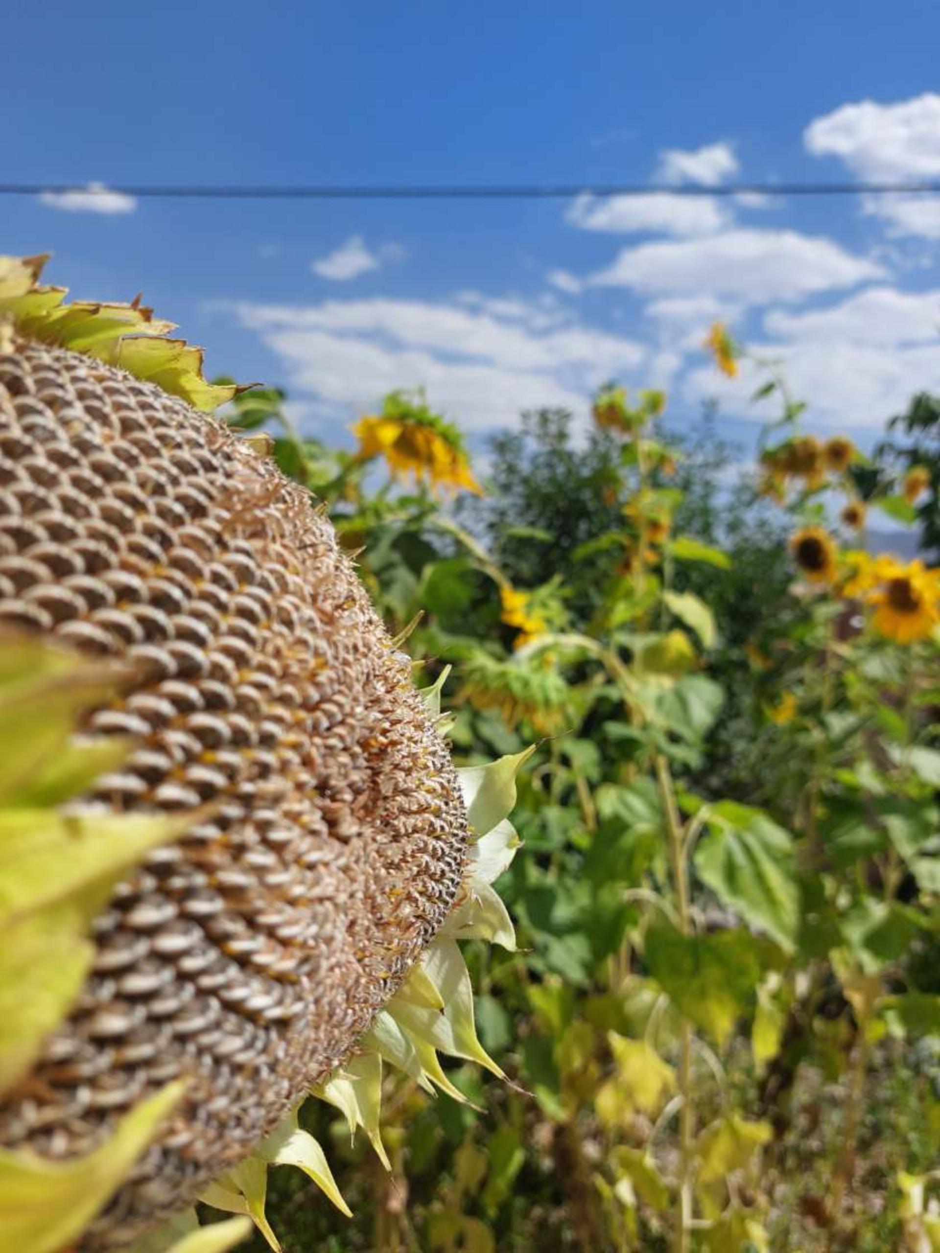 روستای اسفرجان شهرضا