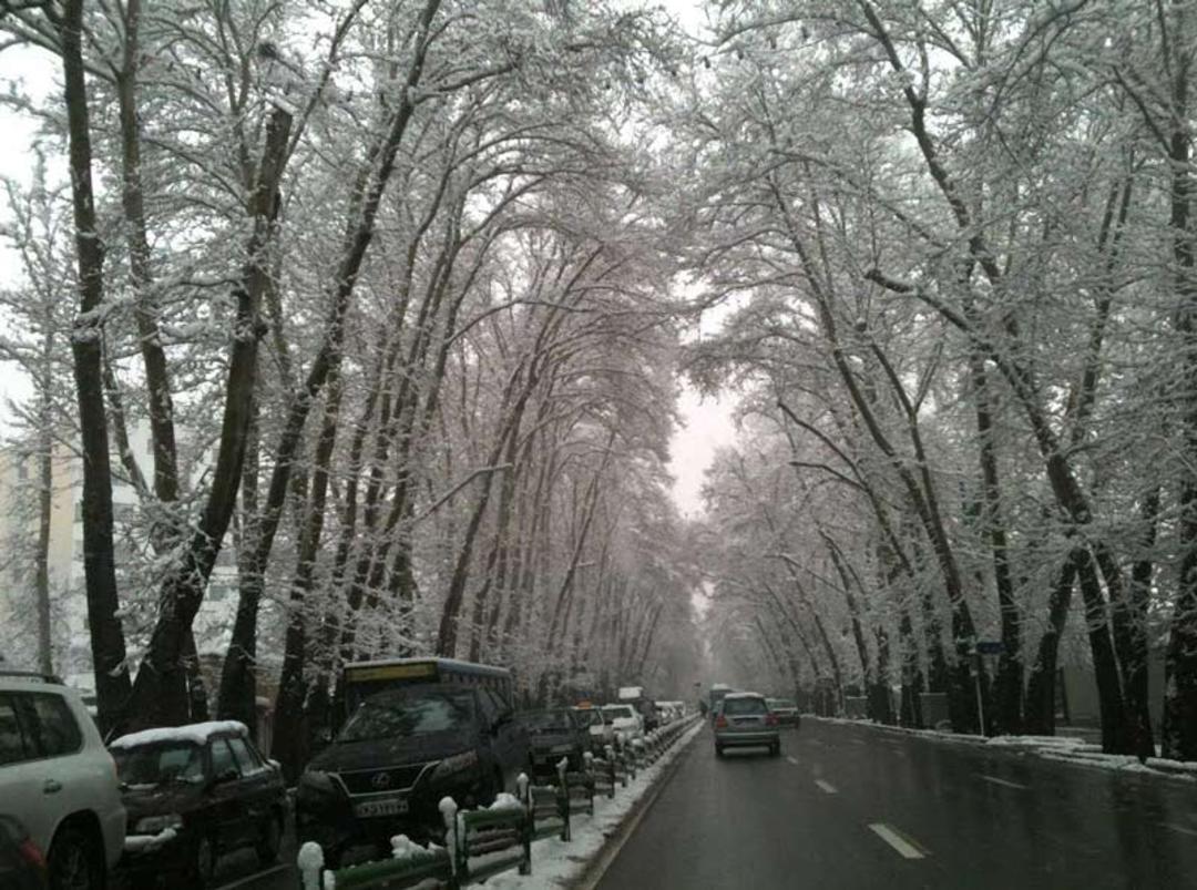 درختان خیابان ولیعصر پوشیده از برف