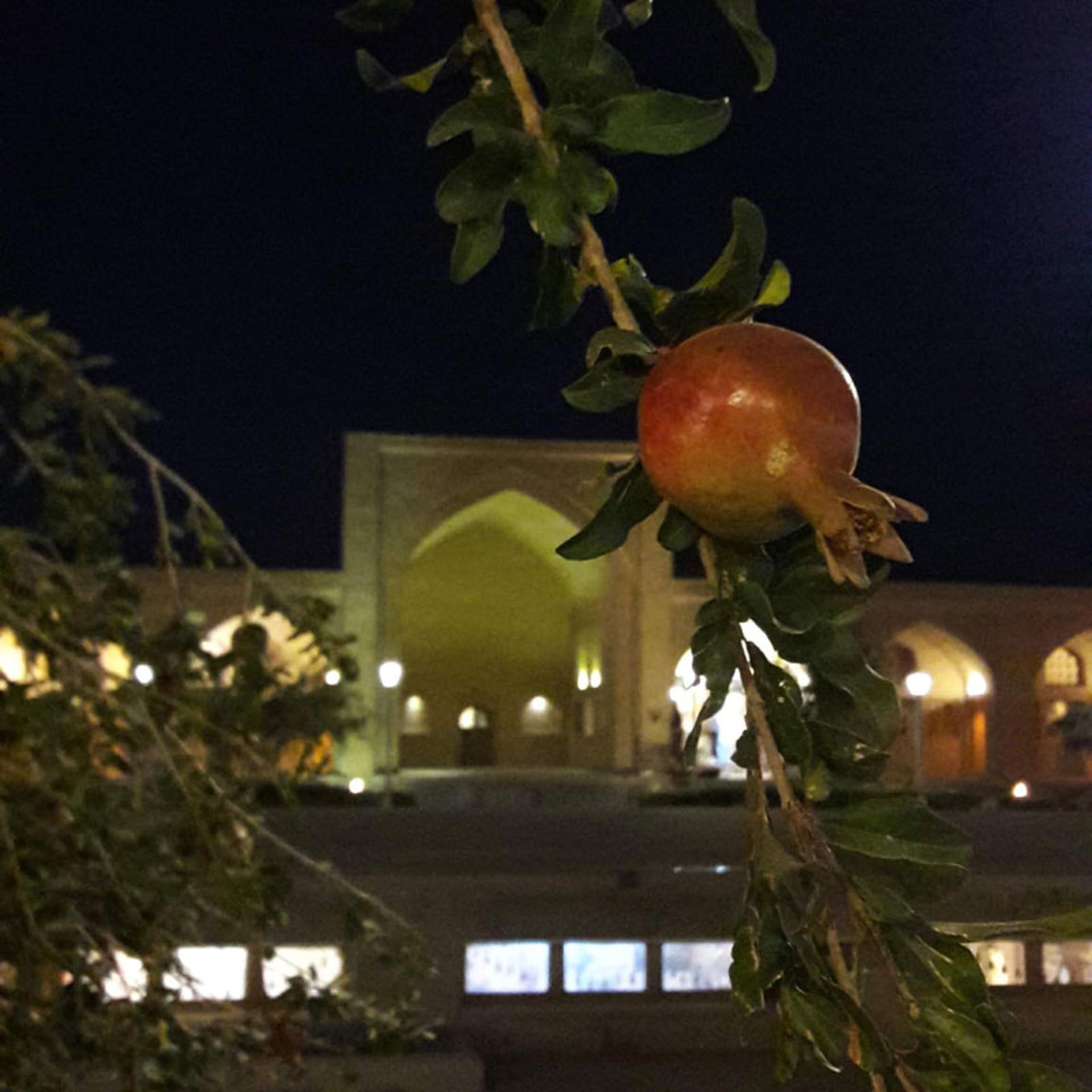 درخت انار در محوطه کاروانسرای مورچه خورت