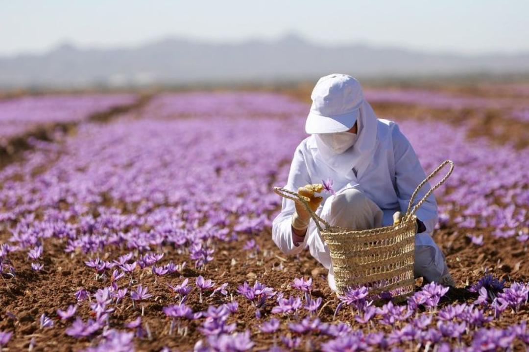 زعفران‌چینی در تربت حیدریه