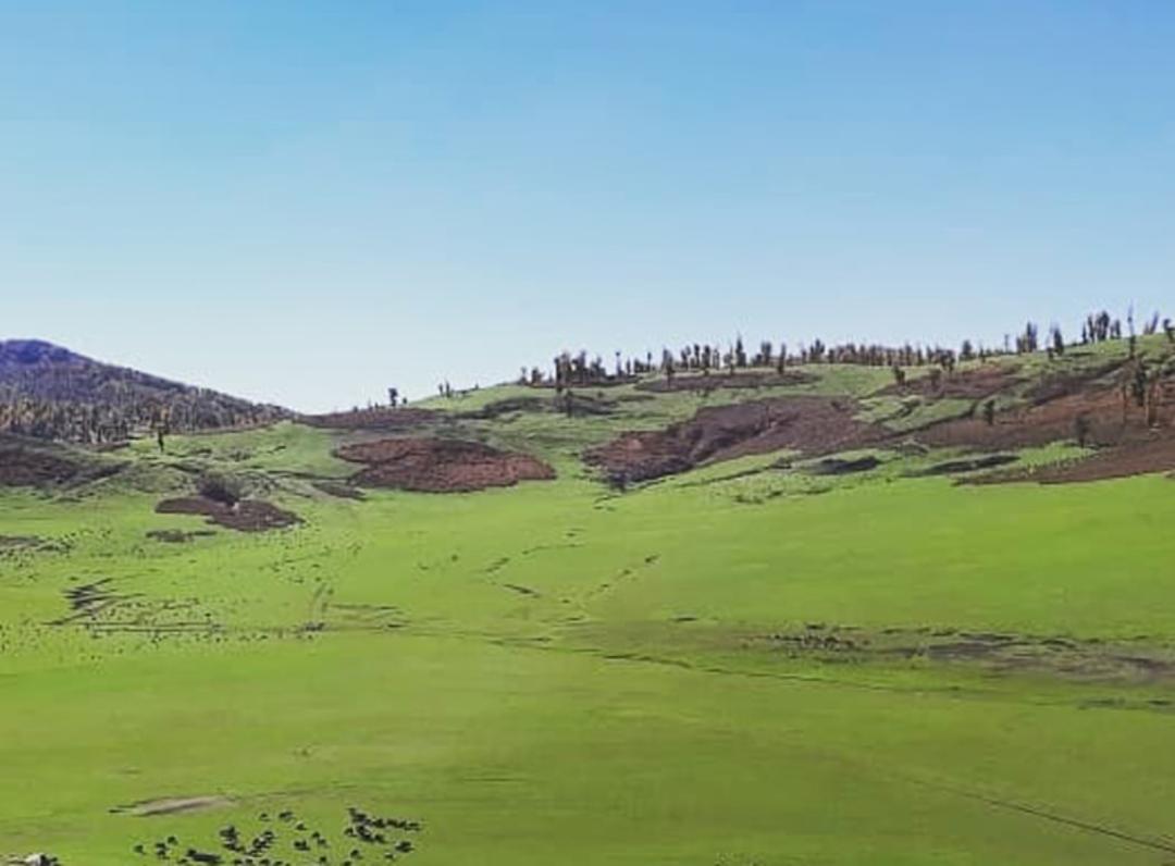 مراتع سرسبز روستای قلعه قافه مینودشت