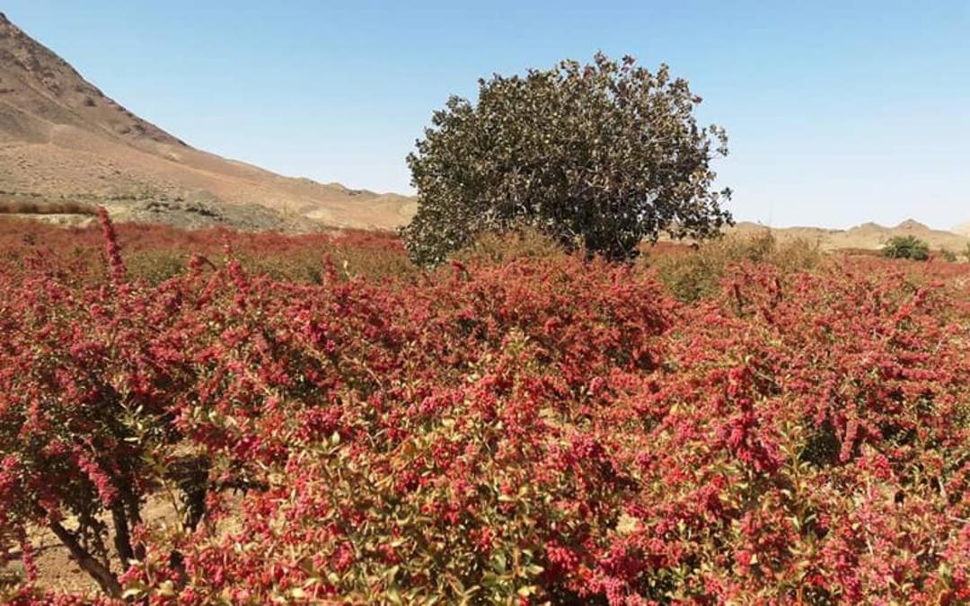 روستای افین