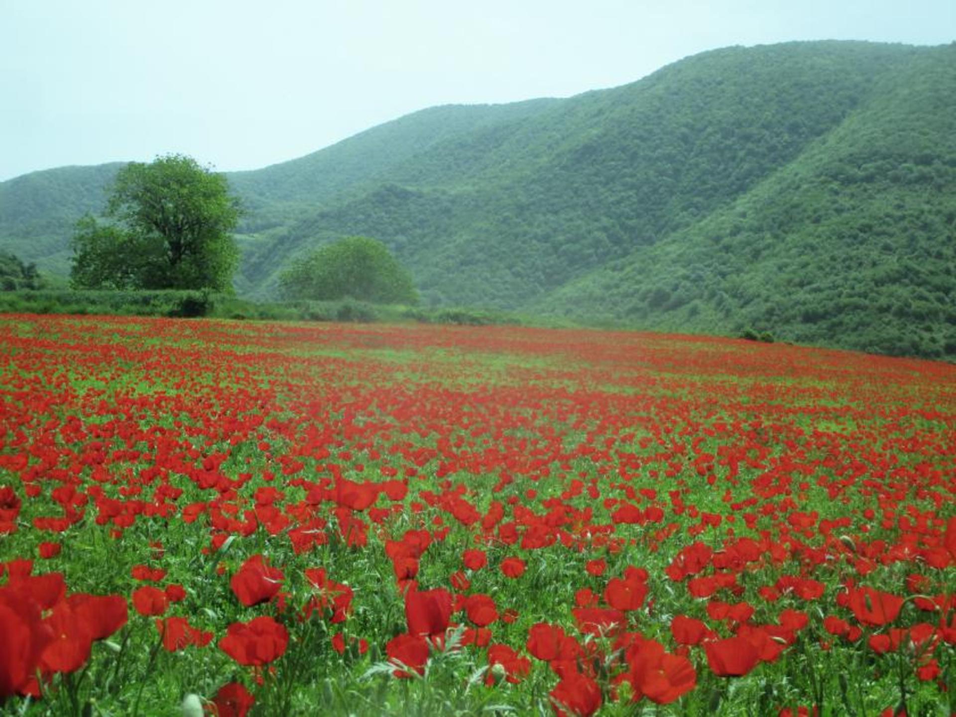 دشت شقایق گالیکش در بهار