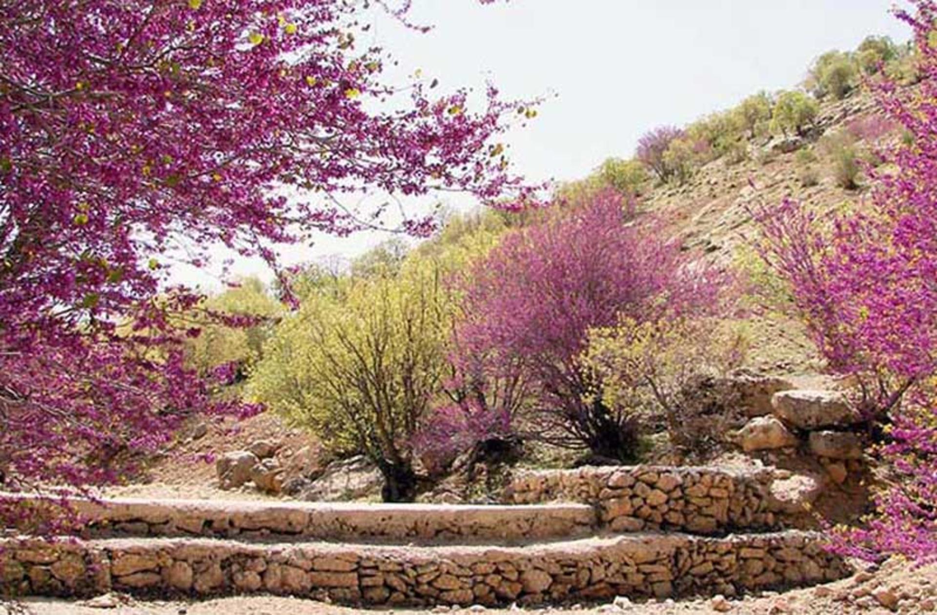 درختچه های بنفش ارغوان در طبیعت زیبای دره ارغوان