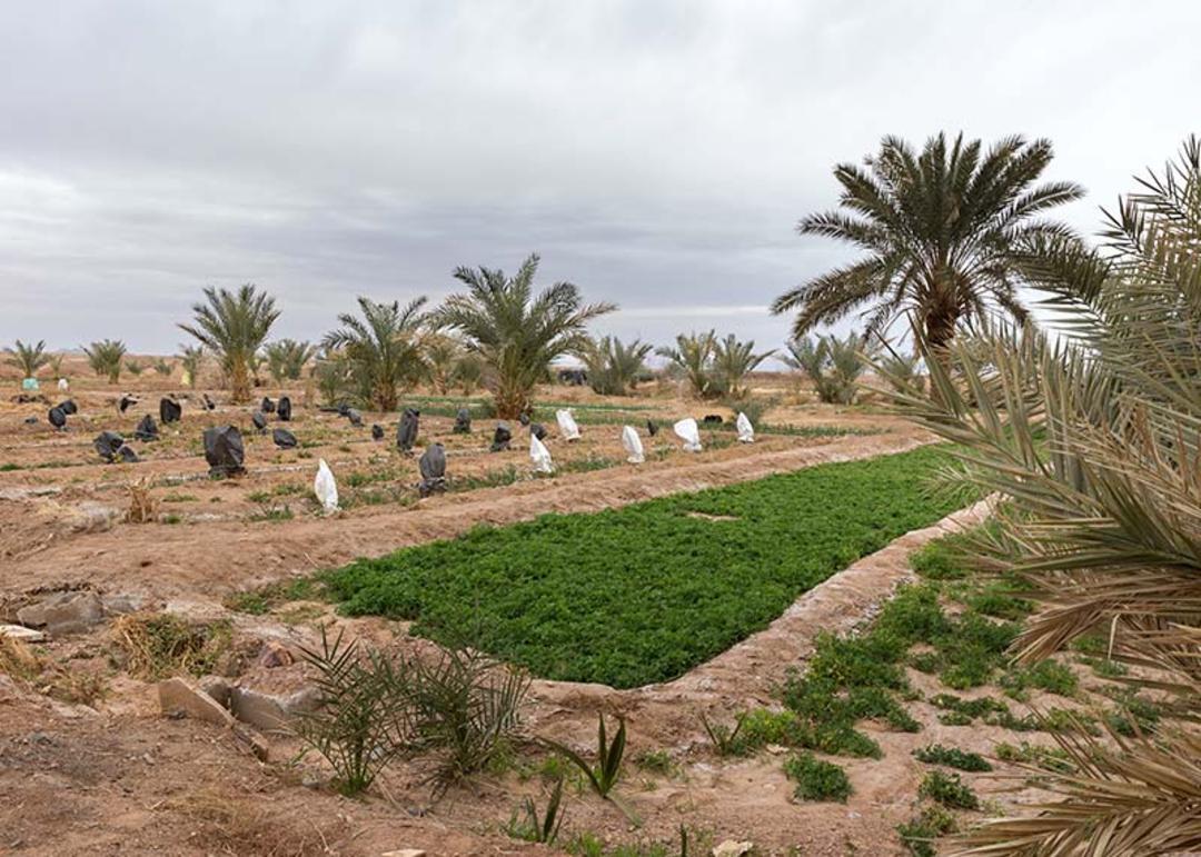 مزرعه کمال آباد دهکده پتاس