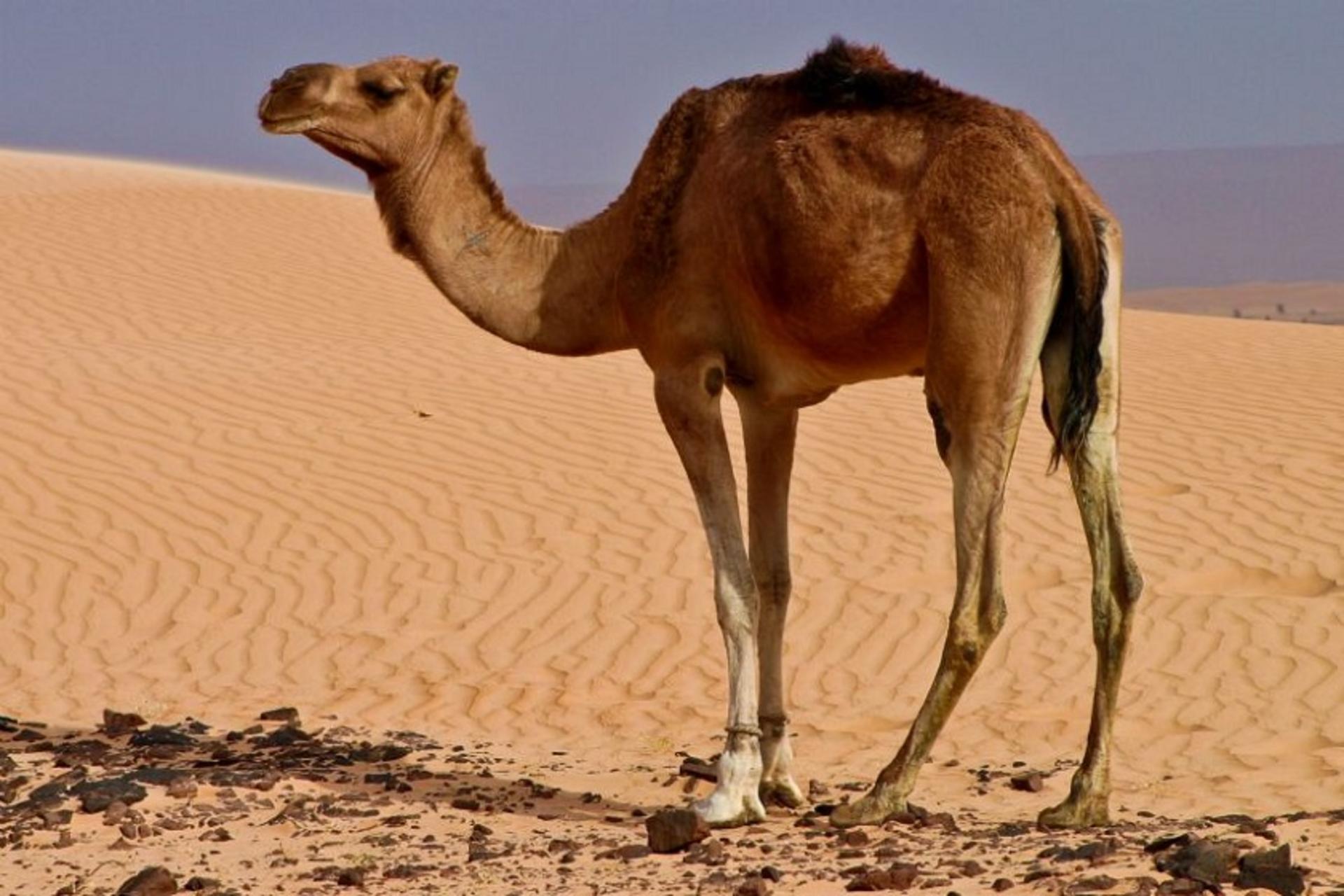 شتر در کویر