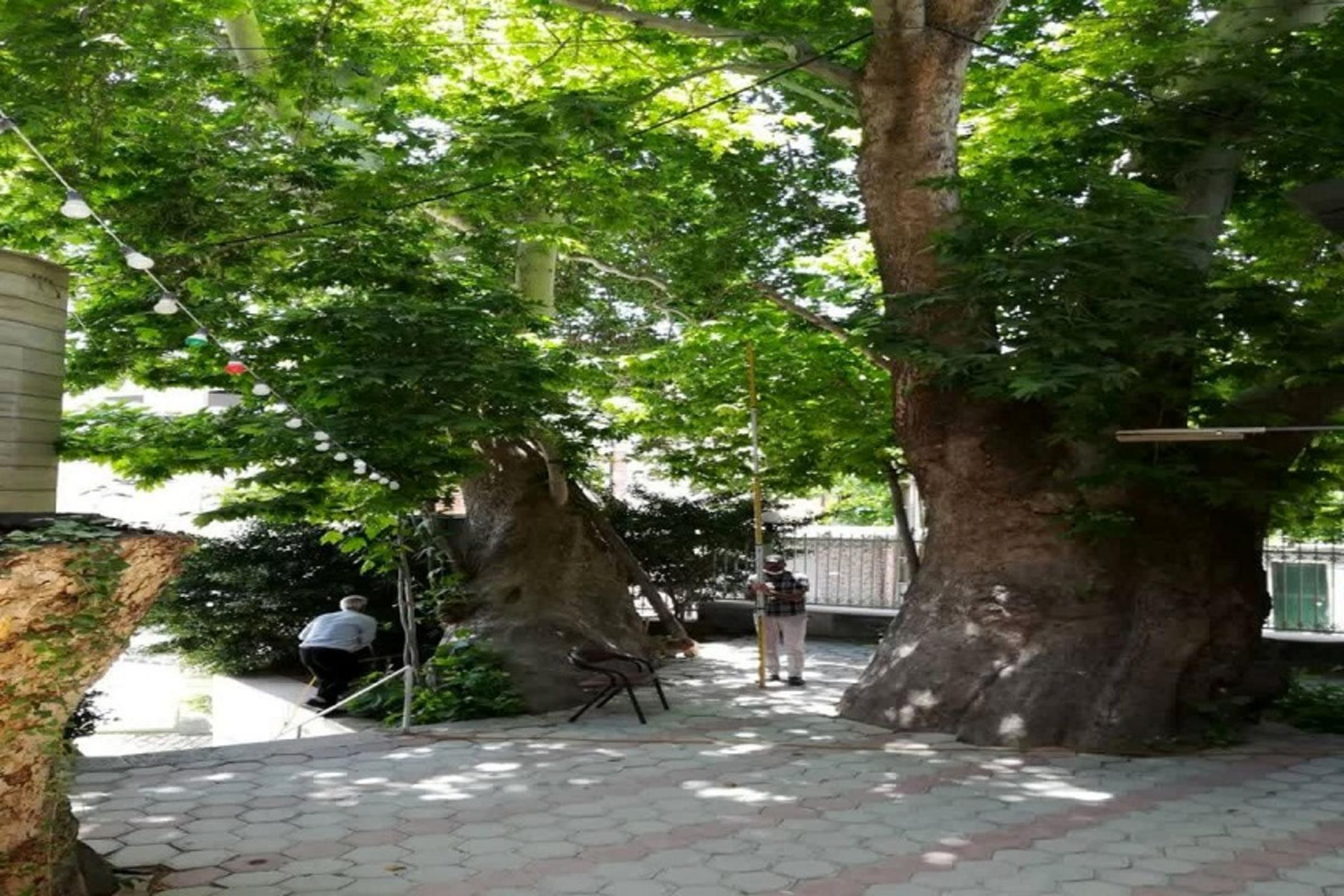 درخت کهنسال البرز