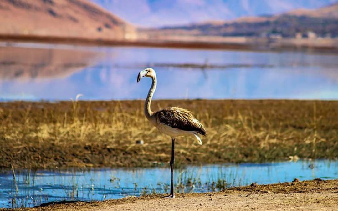 تالاب چغاخور
