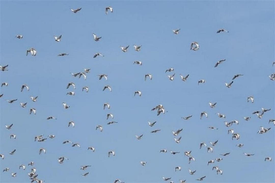 دریاچه شورابیل