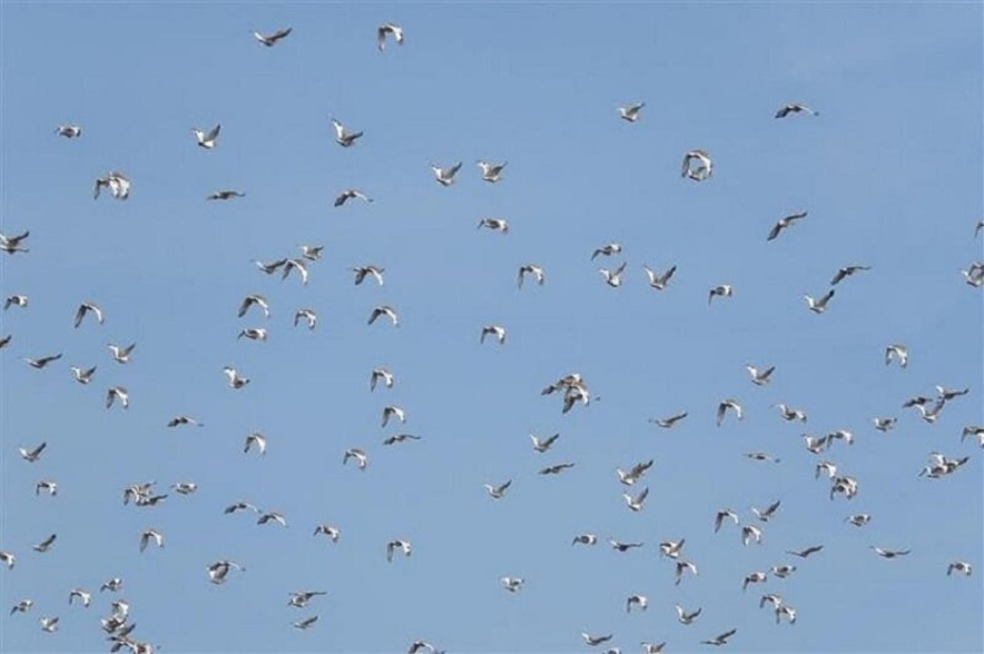 دریاچه شورابیل