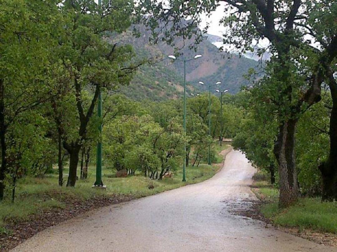 جاده جنگلی میان درختان سبز جنگل تشبندان