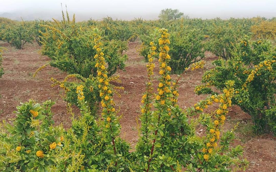 روستای افین