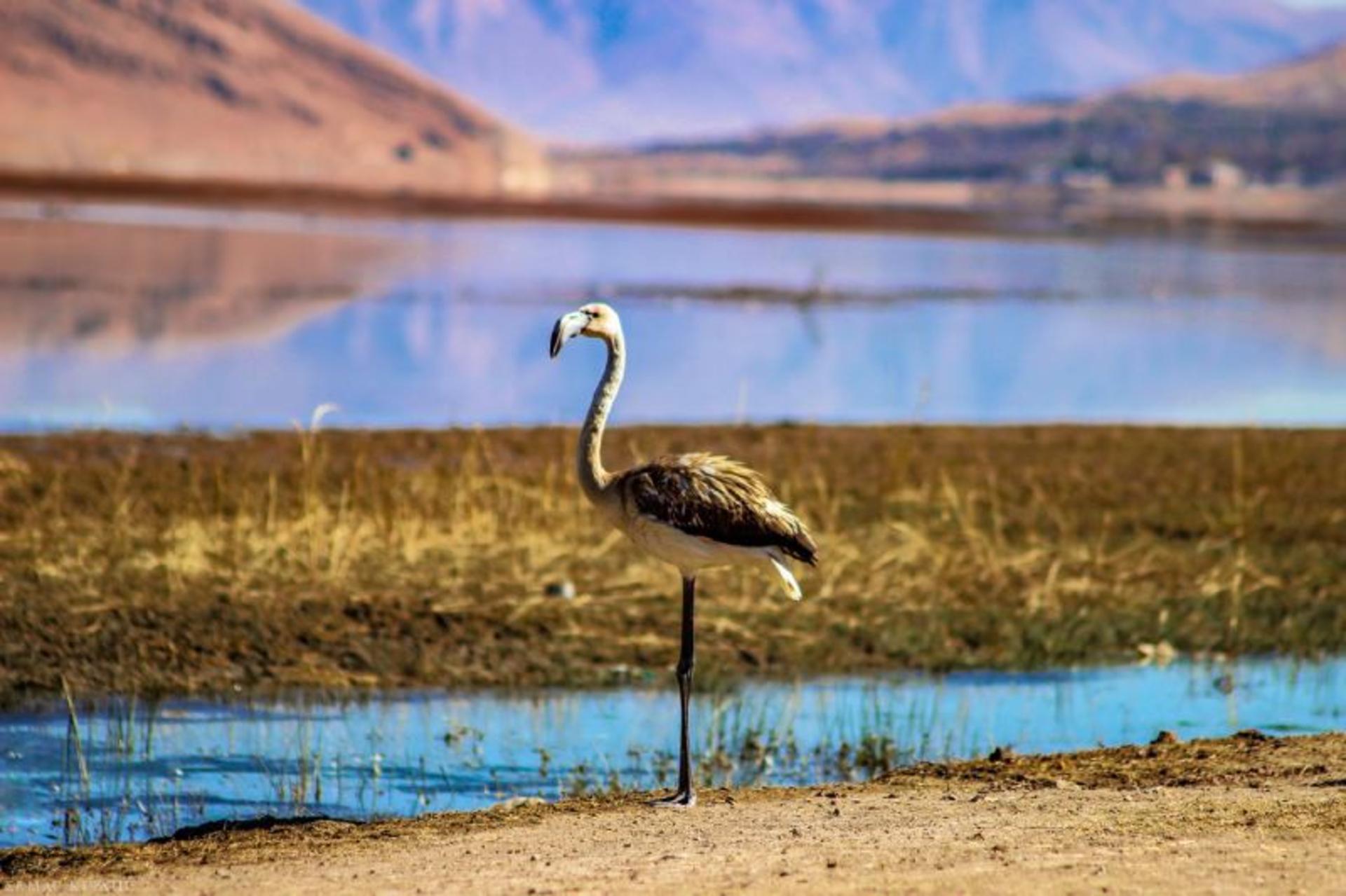 پرندگان تالاب چغاخور