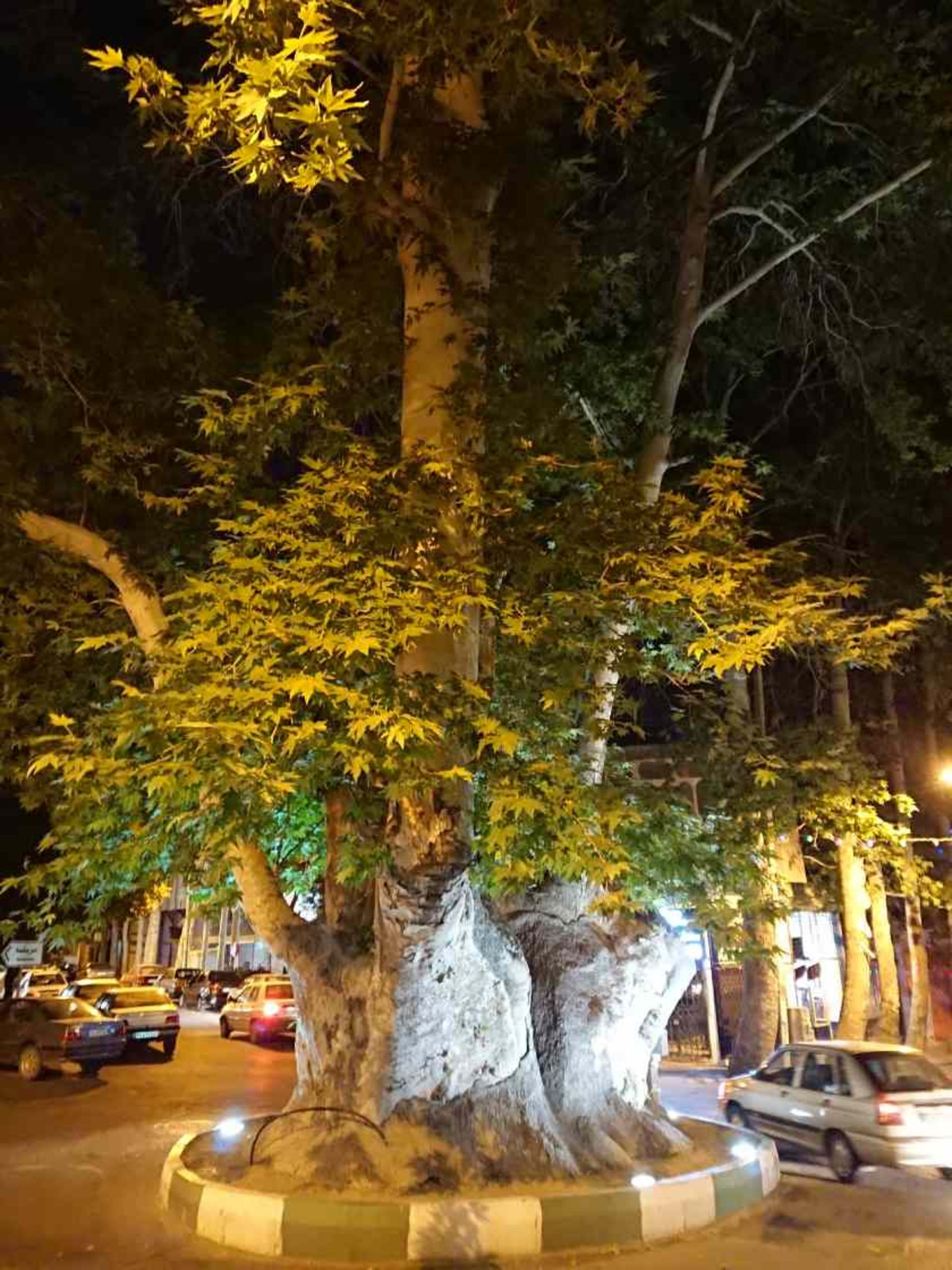 چنار کهنسال محلات