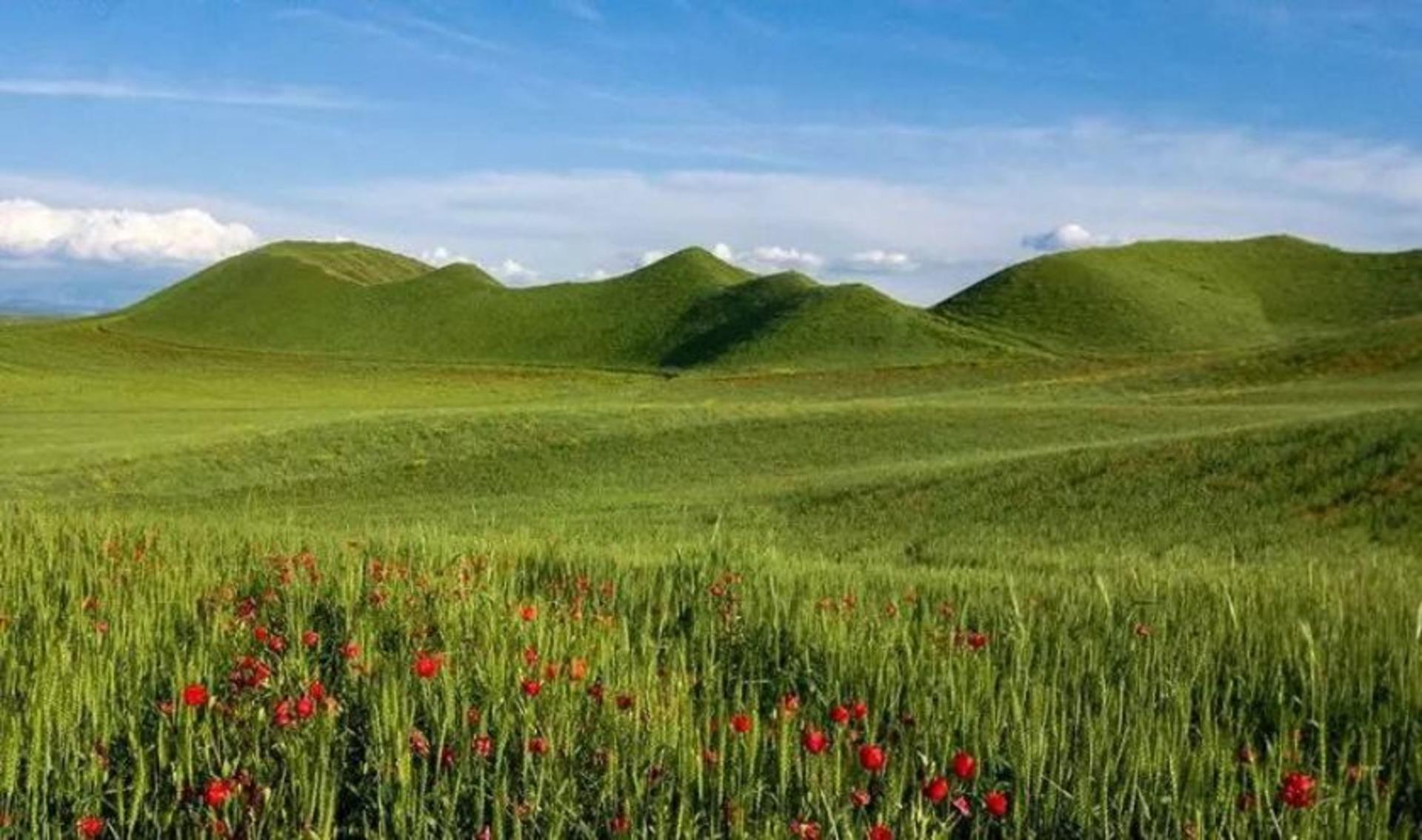 دشت شقایق در مراوه