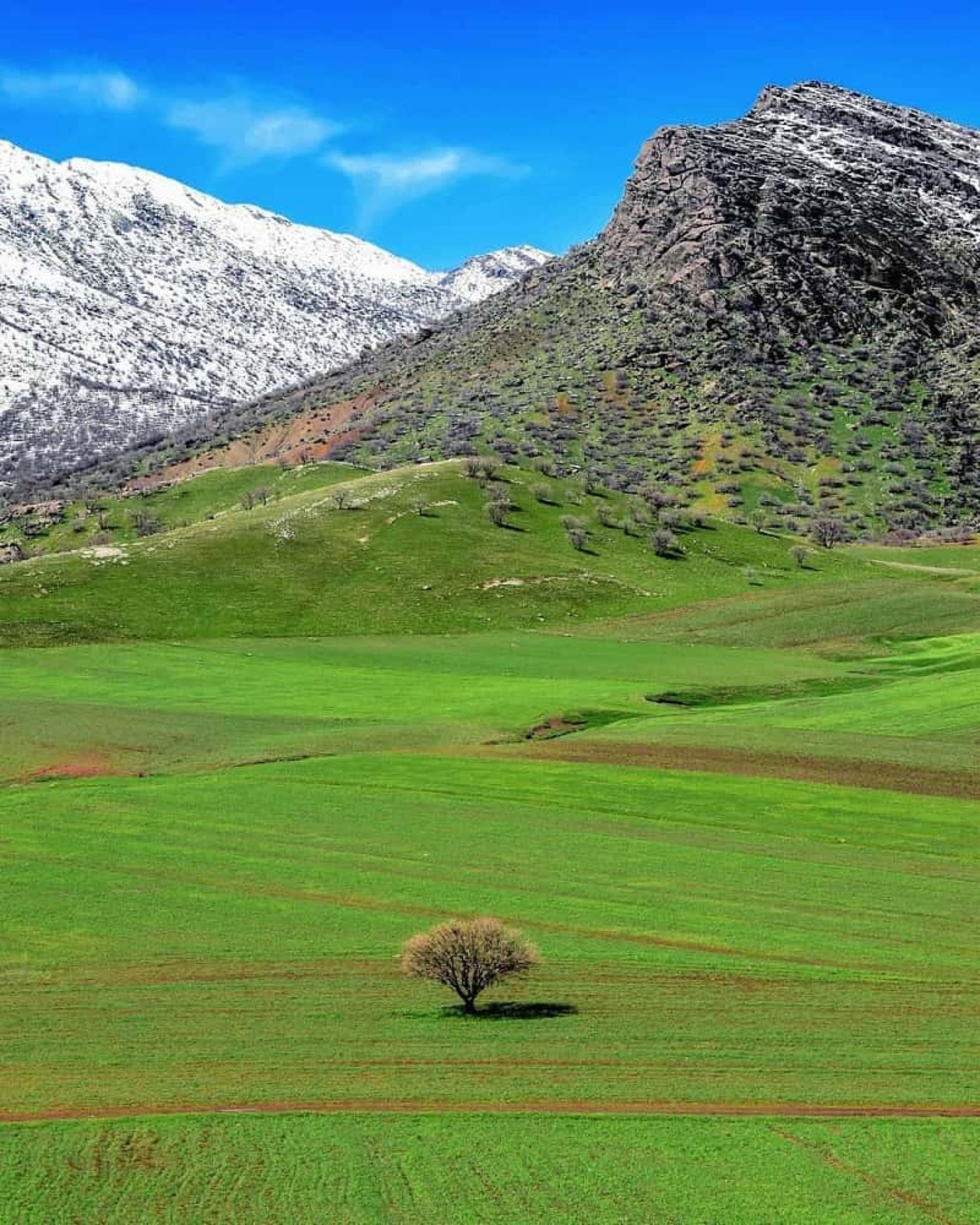 مخمل کوه لرستان