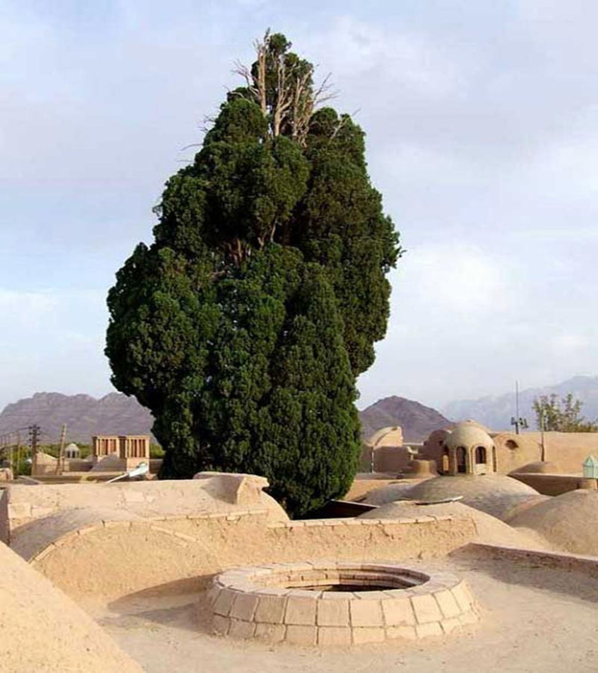 سرو کهنسال روستای مبارکه یزد