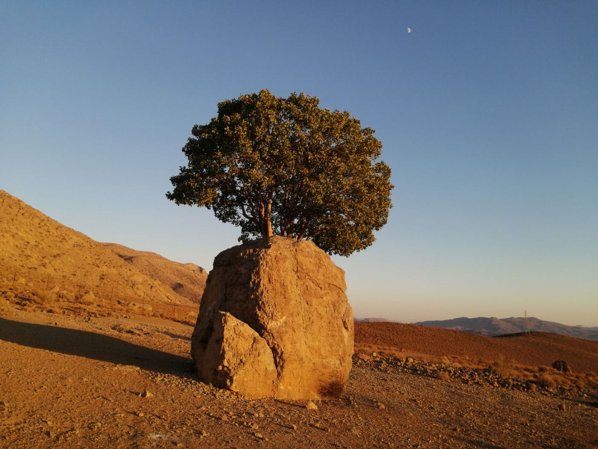 تصاویر مروارید سبز