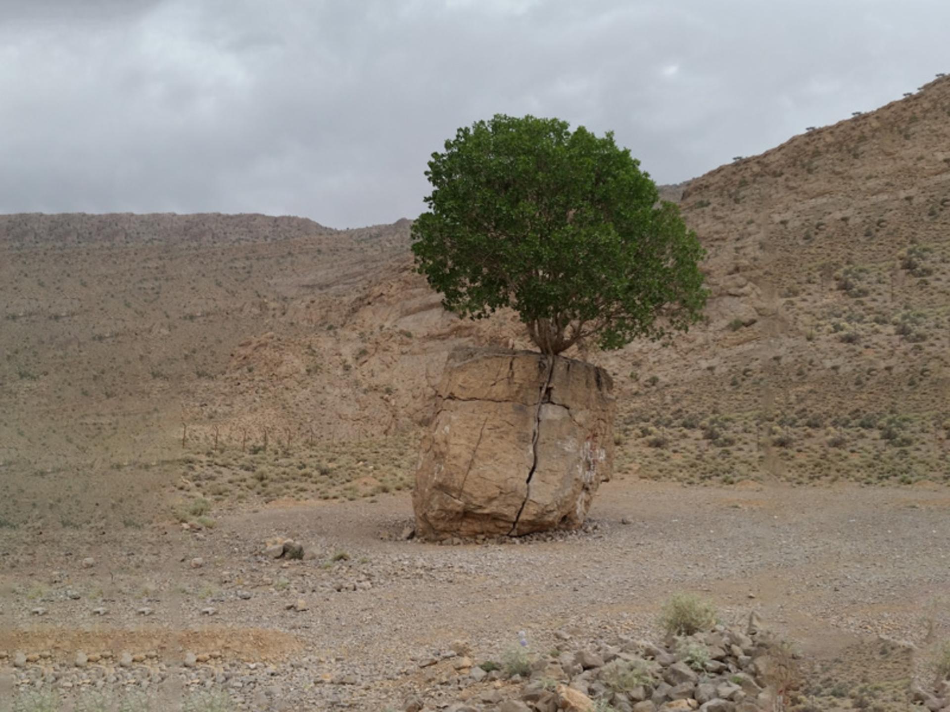 مروارید سبز و آسمان ابری