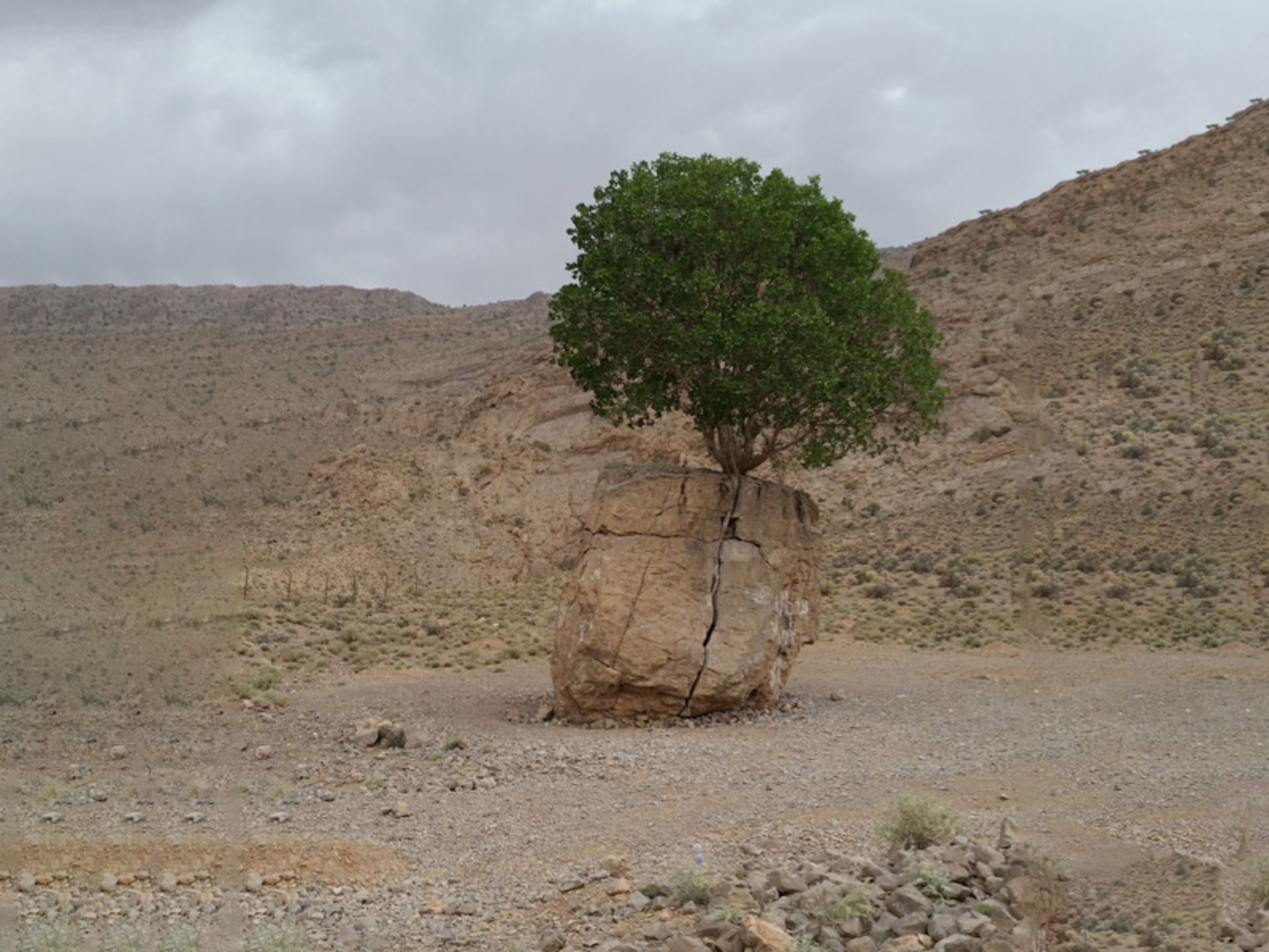 مروارید سبز و آسمان ابری