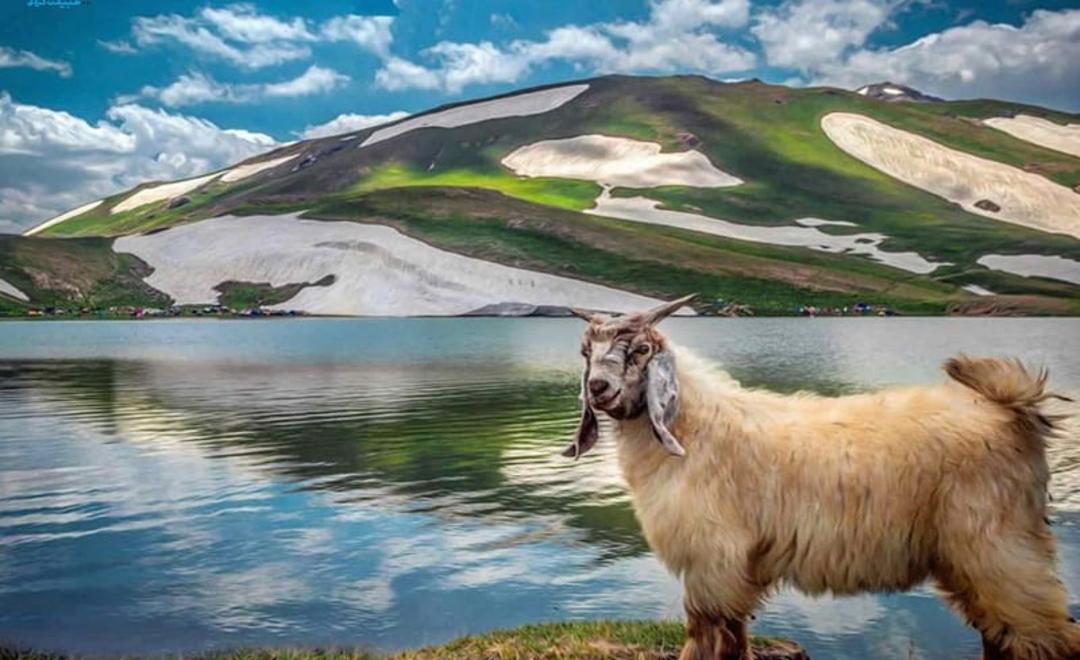 دریاچه دالامپر