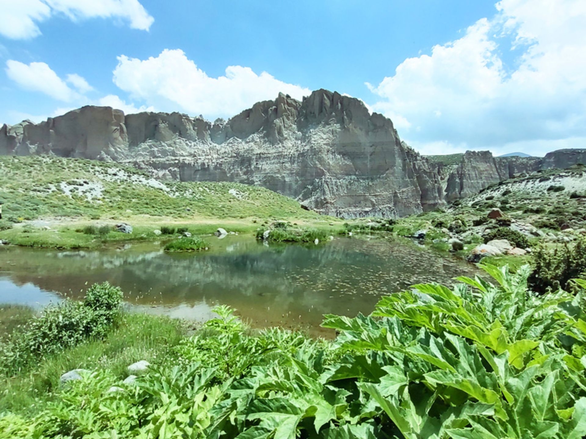 گیاهان اطراف تالاب جیران گلی