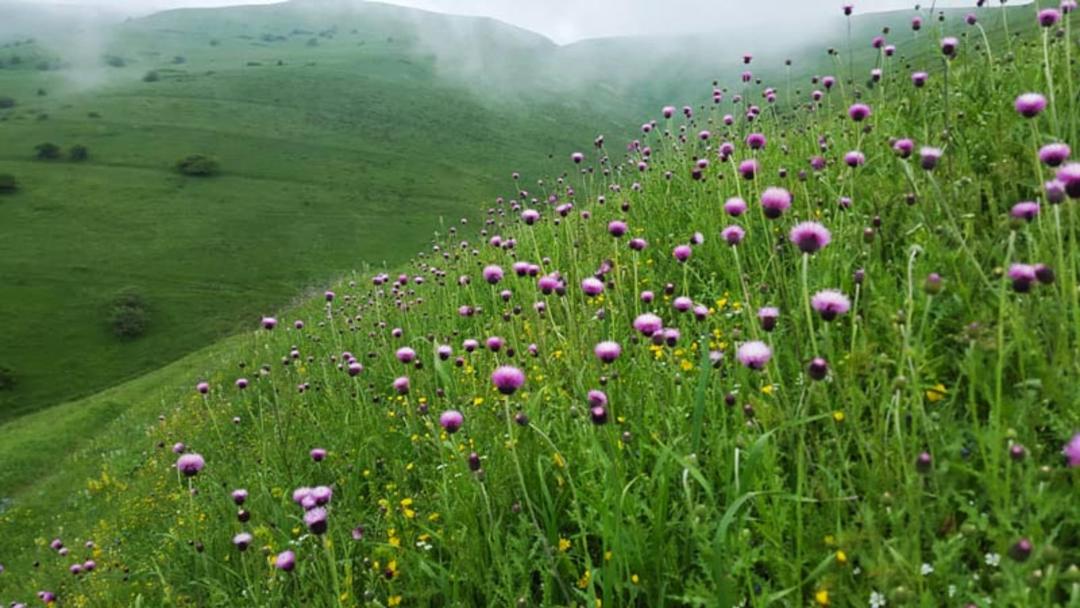 پوشش گیاهی روستای خان کندی 